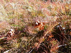 Protea witzenbergiana