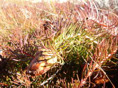 Protea witzenbergiana
