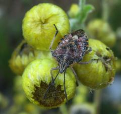 Agonoscelis versicoloratus