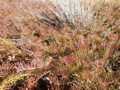 Protea witzenbergiana