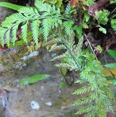 Asplenium appendiculatum