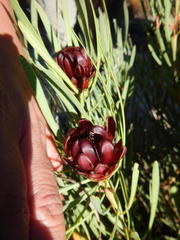 Protea acuminata