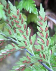 Asplenium appendiculatum