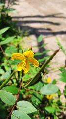 Senna occidentalis