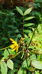 Senna occidentalis