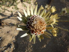 Leucadendron nitidum