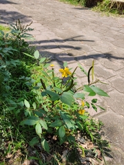 Senna occidentalis