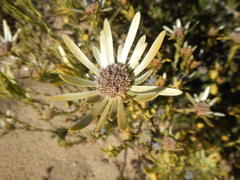 Leucadendron nitidum
