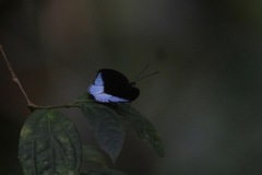 Tanaecia iapis