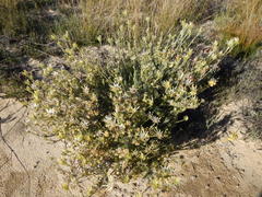 Leucadendron nitidum