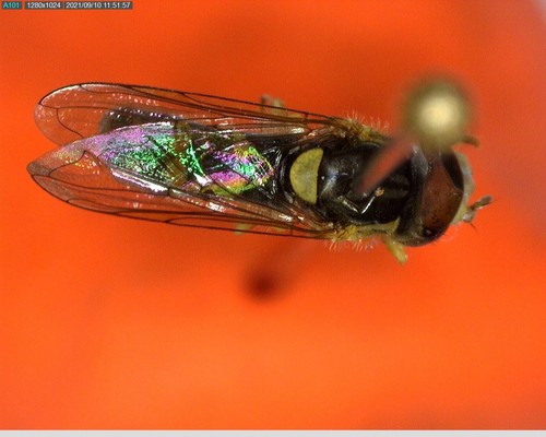 iNaturalist observation photo of Forked Globetail