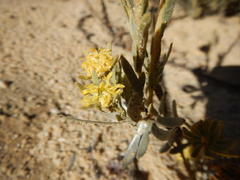Leucadendron nitidum