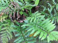 Asplenium lyallii