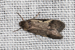 Philobota stella