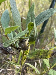 Antistrophus