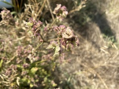 Mirabilis hirsuta
