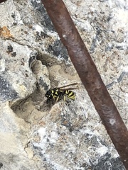 Stenodynerus cochisensis