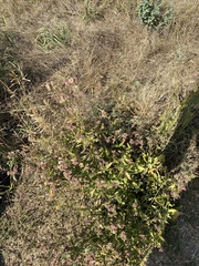 Mirabilis hirsuta