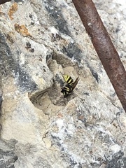 Stenodynerus cochisensis