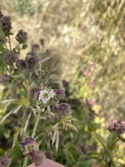 Mirabilis hirsuta