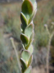 Leucadendron concavum