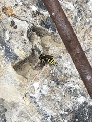 Stenodynerus cochisensis