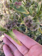 Mirabilis hirsuta