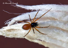 Ostearius melanopygius