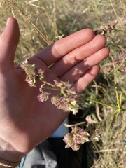 Mirabilis hirsuta