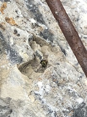 Stenodynerus cochisensis