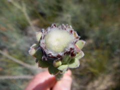 Leucadendron concavum
