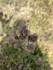 Mirabilis hirsuta