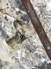 Stenodynerus cochisensis