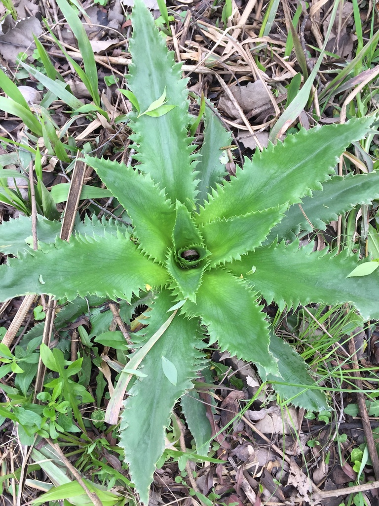 Eryngium serra