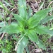 Eryngium serra - Photo (c) johanna_fc, some rights reserved (CC BY-NC)