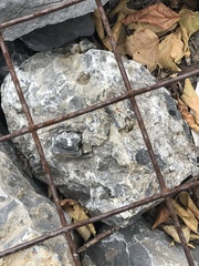 Stenodynerus cochisensis