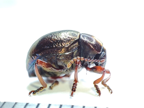 Timarchie métallique