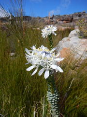 Lachnaea filamentosa