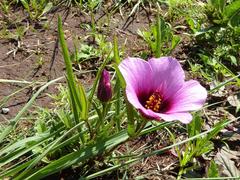 Hibiscus microcarpus