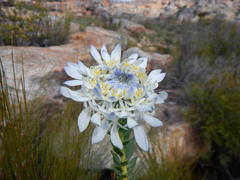 Lachnaea filamentosa