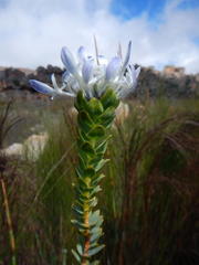 Lachnaea filamentosa