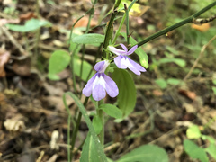 Lobelia nuttallii