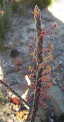 Struthiola tomentosa