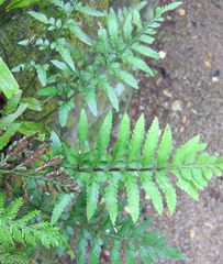 Asplenium lyallii