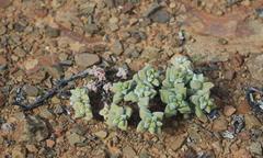 Crassula deltoidea
