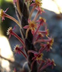 Struthiola tomentosa