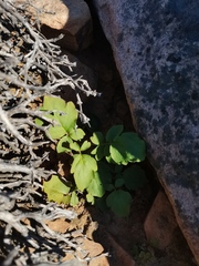 Pelargonium wuppertalense