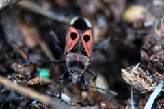 Lasiocoris anomalus