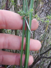 Bulbinella punctulata