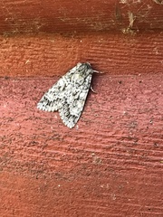 Acronicta impressa